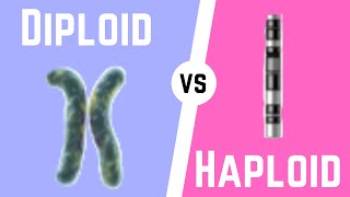 Diploid Cell vs Haploid Cell [upl. by Gibbie]