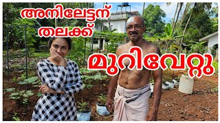 അനിലേട്ടന് അപകടം പറ്റിVillage CookingMathanga ErisseryVegetable HarvestKrishi Agriculture [upl. by Amehsyt]