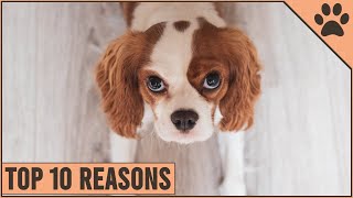 Top 10 Reasons Why You Should Get A Cavalier King Charles Spaniel  Dog World [upl. by Allehc]