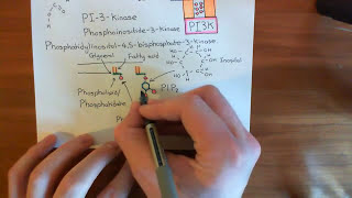 The Growth Factor Receptor and PI3K  AKT  mTOR Pathway Part 2 [upl. by Selrahcnhoj]