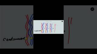 Crossing over in meiosis one Synapsis bivalent tetrad and chiasmata formation [upl. by Cirillo]