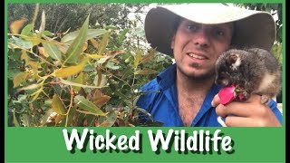 Why Do Ringtail Possums Eat Their Own Poo [upl. by Ariaec]