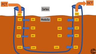 CounterCurrent Exchange  CounterCurrent Multipliers  LOH and Vasa Recta  Renal Physiology [upl. by Gilcrest96]