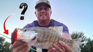 AGGRESSIVE CREEK CRAPPIE smokes RATTLE TRAP [upl. by Mike]