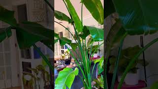 Bird of Paradise Plant gardening plant birdofparadise houseplants diygardening [upl. by Garlinda]