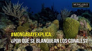 MongabayExplica l ¿Por qué se blanquean los corales [upl. by Suissac]