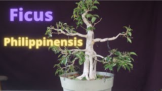 Ficus Philippinensis Bonsai Tree [upl. by Leff]