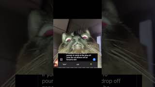 Grumpy Cat Texting animalvoiceover funny cat [upl. by Yror]