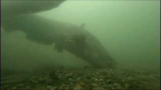 The Catfish Attack Underwater Footage That Will Leave You Speechless [upl. by Ofelia]