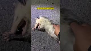 Opossum Playing Dead – Nature’s Clever Survival Trick [upl. by Ttirrem219]