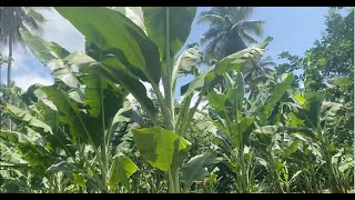 Saging Lakatan nagbunga na in just 78 months plus Monthly Fertilizer application [upl. by Cawley]