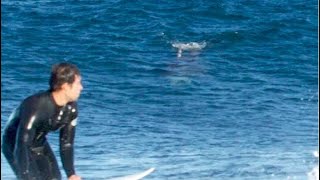 Great white shark chases surfers up rockshelf in Australia [upl. by Yborian]