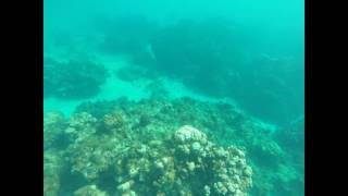 Coral Reef Rackhams Grand Cayman Island 24 March 2017 [upl. by Livi]