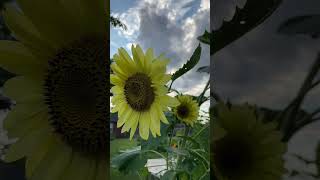 Bee And Lemon QueenSunflowers nature gardensounds bee [upl. by Ahsienar]