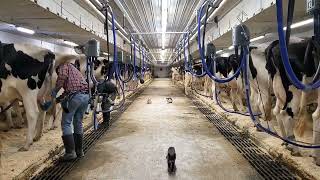 Milking cows in a tie stall barn with rear pipeline [upl. by Keon344]