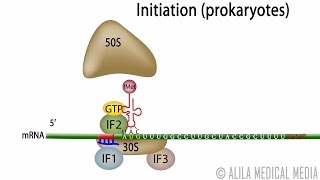 Animation of Protein Synthesis Translation in Prokaryotes [upl. by Janis]