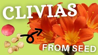 Growing Clivia Seeds For Your Nursery [upl. by Leihcar]