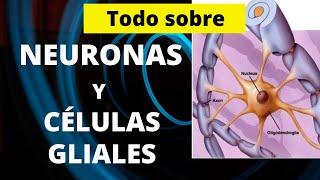 TODO SOBRE NEURONAS Y CÉLULAS GLIALES [upl. by Edylc716]