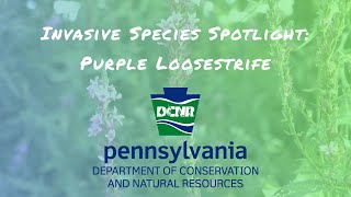 Invasive Species Spotlight Purple Loosestrife [upl. by Strickland868]