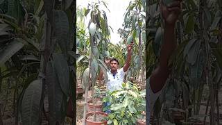 mango farming in west bengal  big mango plant nursery  mango plant care [upl. by Uon]