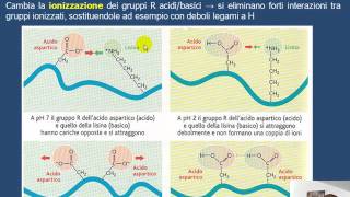 La denaturazione delle proteine HD [upl. by Anma809]