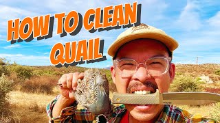 How to Clean Quail with a BIG KNIFE  Cold Steel SRK CPM 3V [upl. by Landri]