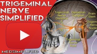 Trigeminal Nerve Anatomy  Cranial Nerve 5 Course and Distribution [upl. by Neeven]