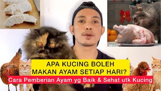 APA KUCING BOLEH MAKAN AYAM SETIAP HARI Cara pemberian daging ayam yg baik dan aman ke kucing [upl. by Juliette]