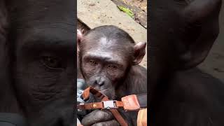 Curious Chimpanzee Taught to become the Worlds Best Photographer [upl. by Anayad]