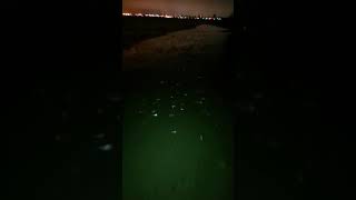 Grunion run at Long Beach [upl. by Ammadas877]