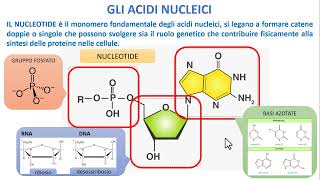 BIOLOGIA  Gli Acidi Nucleici [upl. by Kellene]