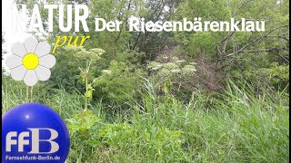 Natur pur quotSchön und gefährlich  Der Riesenbärenklauquot [upl. by Eggleston]