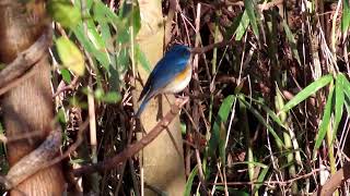 ルリビタキ5片倉城跡公園Redflanked Bluetail4K [upl. by Einhapets226]