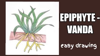 How to draw epiphyte Vandaepiphytic roots easy drawing [upl. by Hennahane]