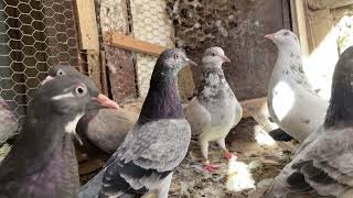 Pigeons Tipplers on loft 2024 NEW NEW VIDEO [upl. by Noillid]