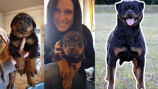 ROTTWEILER GROWING UP  8 Weeks to 1 Year 1080p [upl. by Huebner857]