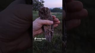 Обзор совка СПЛЮШКА 🦉🦉🦉 Scops owl [upl. by Ycrep602]