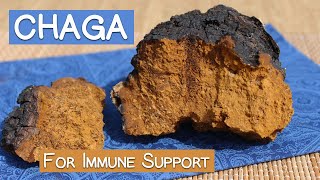 Chaga Mushroom Benefits as an Immune Supporting Superfood [upl. by Atiuqes66]