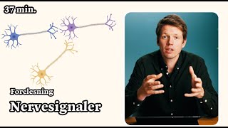 Nervesignaler og reflekser Alt du trenger å kunne til eksamen i biologi 1 [upl. by Einhpad]