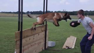 Belgian Malinois In Action [upl. by Adnema782]