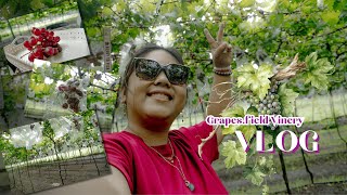 Grapesfield Vinery Vlog [upl. by Zadoc]