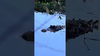 Big Gator cruising to its fishing spot florida wildlife nature alligators [upl. by Vaden]