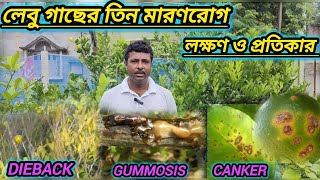 লেবু গাছের তিন মারণরোগ dieback gummosis canker এর লক্ষণ ও প্রতিকার। citrus plant disease [upl. by Ecile834]