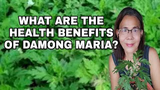 WHAT ARE THE HEALTH BENEFITS OF DAMONG MARIA [upl. by Neirod]