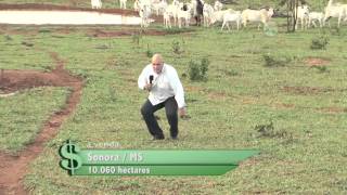 Fazenda á Venda em Sonora MS com 10060 hectares [upl. by Nauqram]