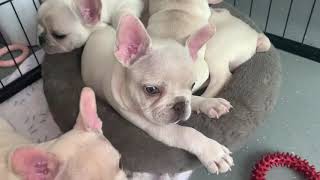 french bulldog puppy at 8 week ready for their new homes with puppy packs french bulldog puppies [upl. by Rhys865]