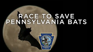 Race to Save Pennsylvania Bats [upl. by Yendor]