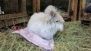 Fluffernutter Peanutbutter English Angora Rabbit [upl. by Aloek353]