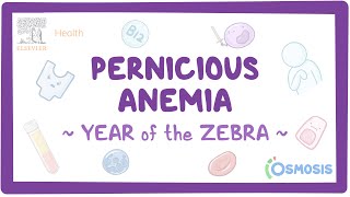 Pernicious Anemia Year of the Zebra [upl. by Malliw]