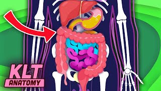 Exploring YOUR Digestive System  KLT Anatomy [upl. by Elmina]